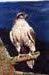 Saker Falcon Saker Falcon